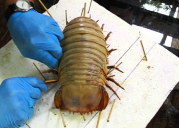 The Unexpected Discovery: How Jessy’s Rescue Mission Unleashed Chaos at the Vet’s Office!