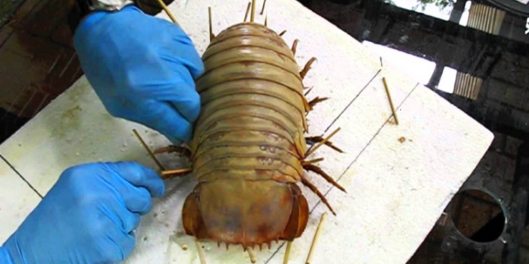 The Unexpected Discovery: How Jessy’s Rescue Mission Unleashed Chaos at the Vet’s Office!